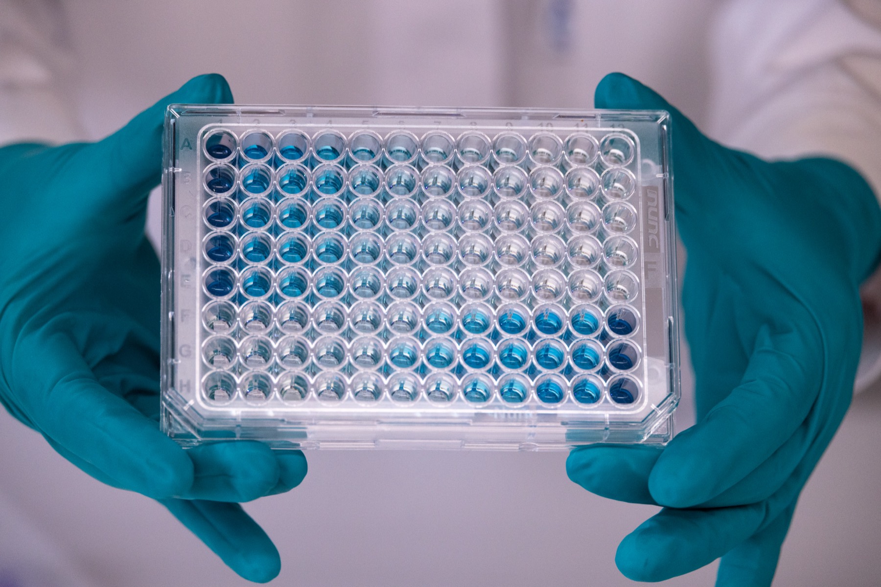 A 96-well screening plate in the Arivin laboratory